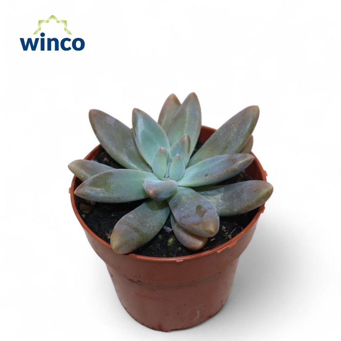 <h4>Graptoveria Blue Pearl</h4>