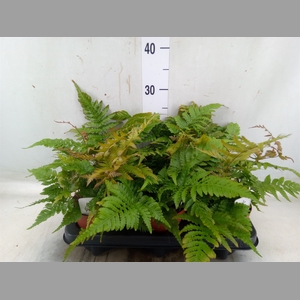 Dryopteris erythrosora