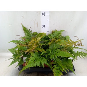 Dryopteris erythrosora