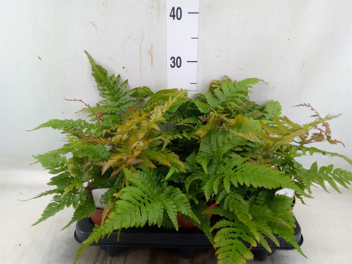 <h4>Dryopteris erythrosora</h4>