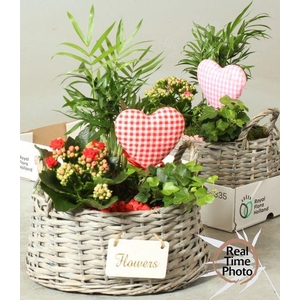 ARR INSIDE BASKET X2