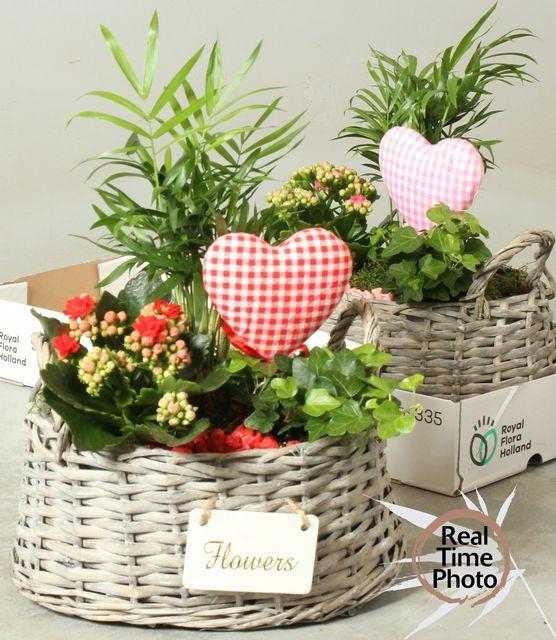 <h4>ARR INSIDE BASKET X2</h4>