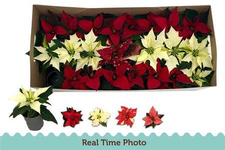 <h4>Euphor P Gem</h4>