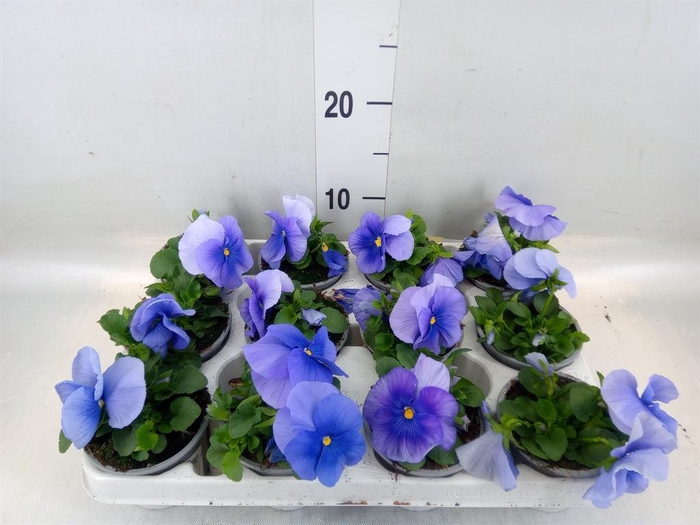 <h4>Viola wr. 'Flair Light Blue'</h4>