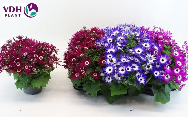 <h4>PERI C SEN GEM</h4>