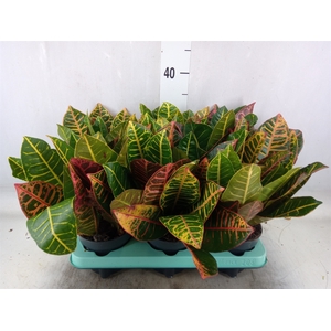 Codiaeum var. GR 'Petra'