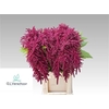 Amar Ca Red Cord