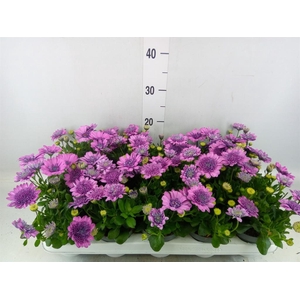 Osteospermum  '3D Pink'