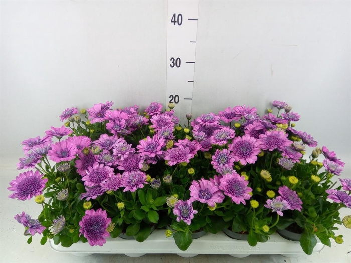 <h4>Osteospermum  '3D Pink'</h4>