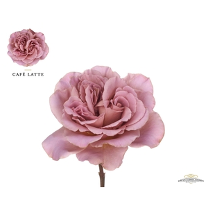 Rosa GR 'Cafe Latte'