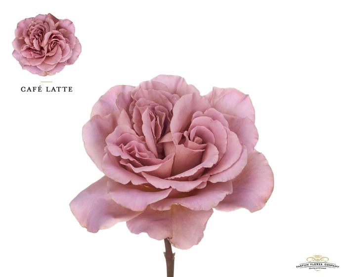 <h4>Rosa GR 'Cafe Latte'</h4>