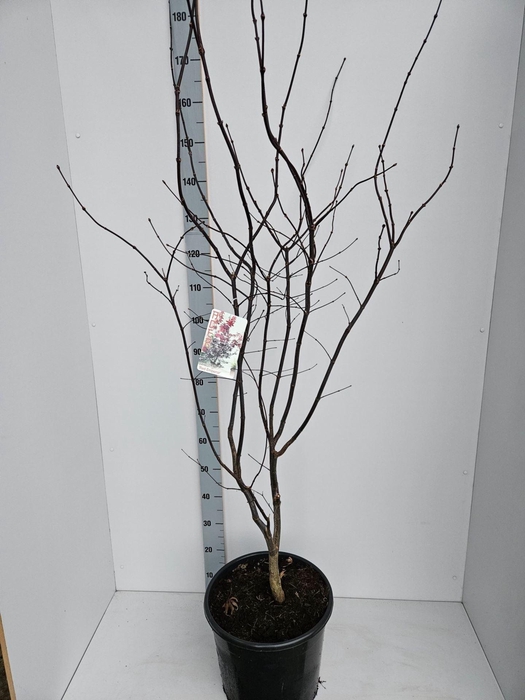 Acer palmatum Red Emperor