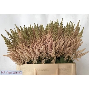 Astilbe Vision Inferno