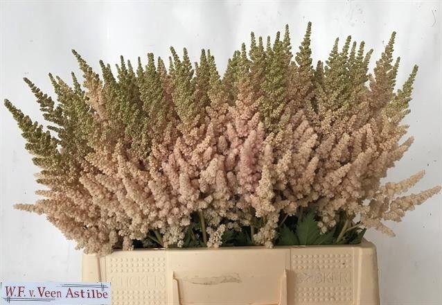 <h4>Astilbe Vision Inferno</h4>