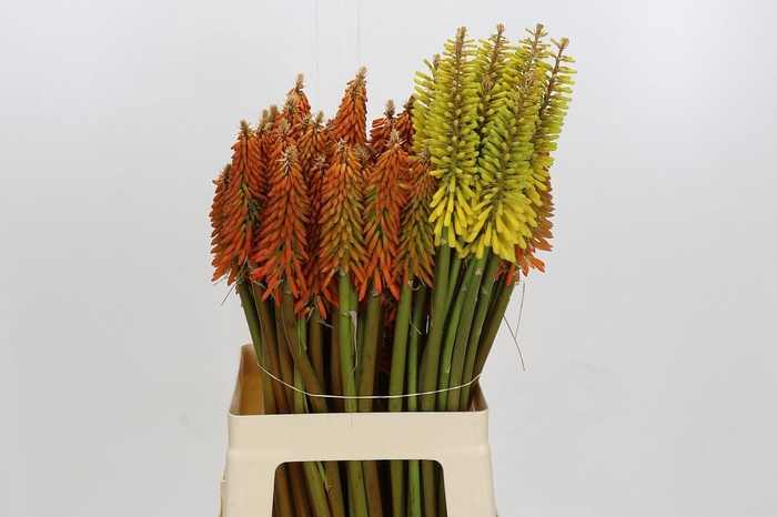 <h4>Kniphofia Other</h4>