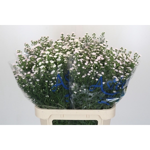 Aster White Gypsy