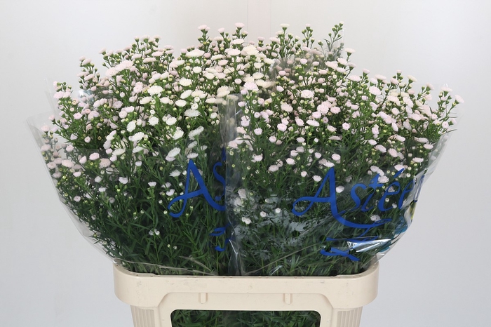 Aster White Gypsy