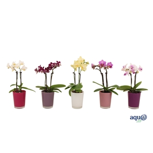 Glaspot Fay Tiny Dolls Mix 2T10+