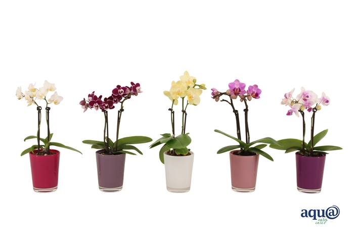 <h4>Glaspot Fay Tiny Dolls Mix 2T10+</h4>