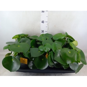 Peperomia polybotrya 'Raindrop'