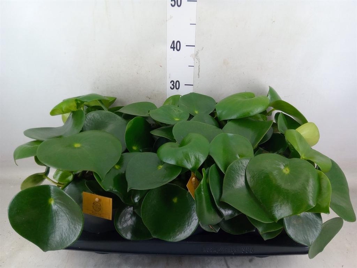 <h4>Peperomia polybotrya 'Raindrop'</h4>