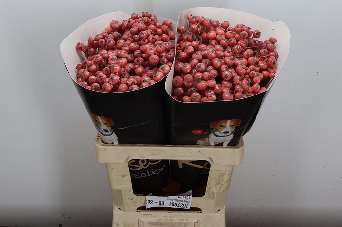 Wax-Rozen Wax Wit Zilver glitter