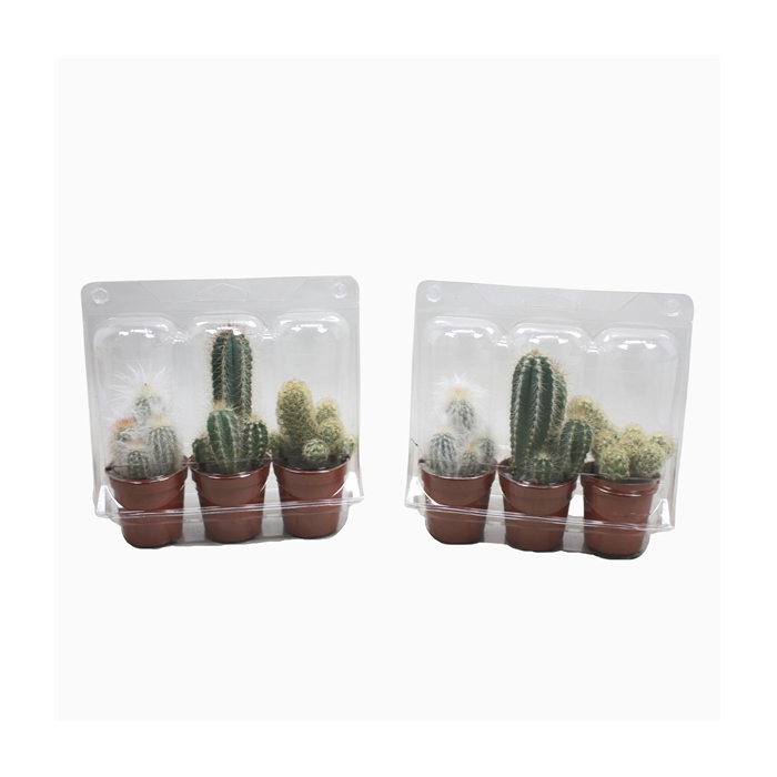 <h4>Cactus mix 5,5 cm in blister 3 pack</h4>