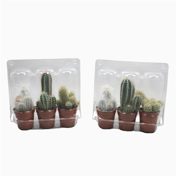 Cactus mix 5,5 cm in blister 3 pack