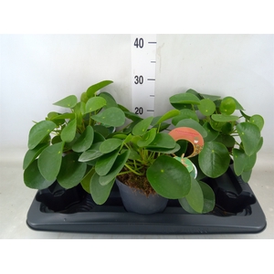 Pilea peperomoides