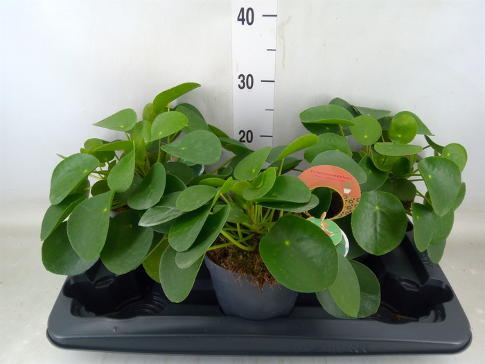 <h4>Pilea peperomoides</h4>