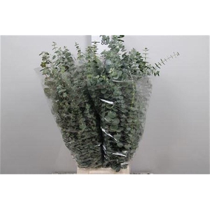 Euca Baby Blue Per Bunch 400 Gram