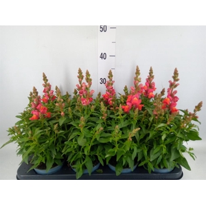 Antirrhinum majus   ...