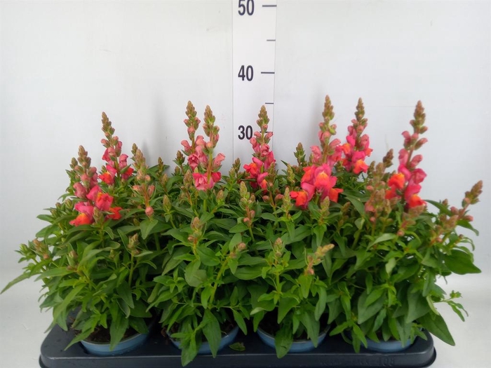 <h4>Antirrhinum majus   ...</h4>