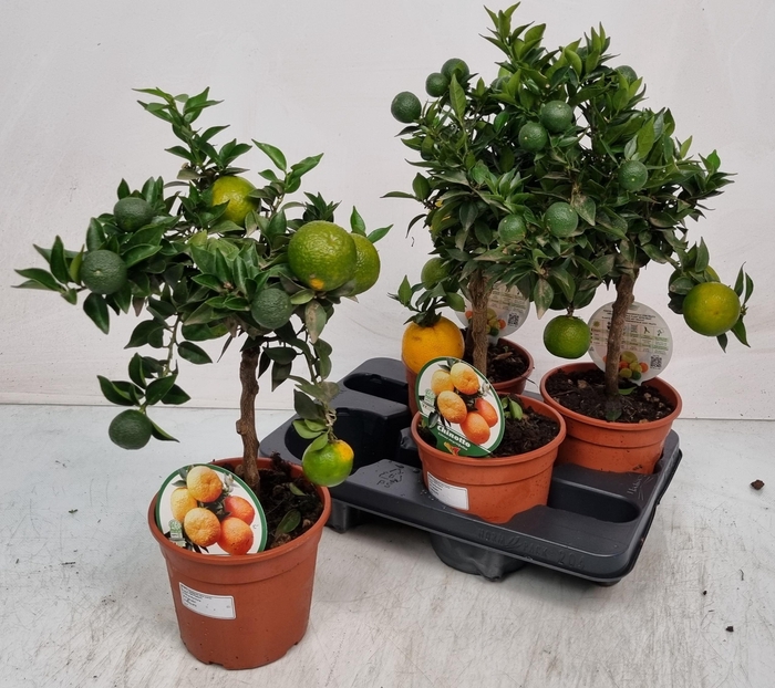 <h4>CITR AU CHINOTTO</h4>