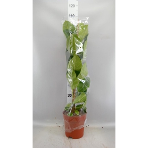Ficus altissima
