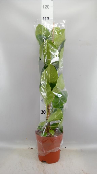 <h4>Ficus altissima</h4>