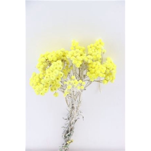 Dried Immortelle Yellow Bunch