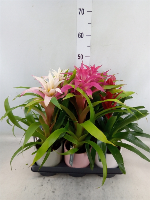 <h4>Bromelia   ...mix</h4>