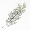 Asparagus Spray Green LV330123GRN