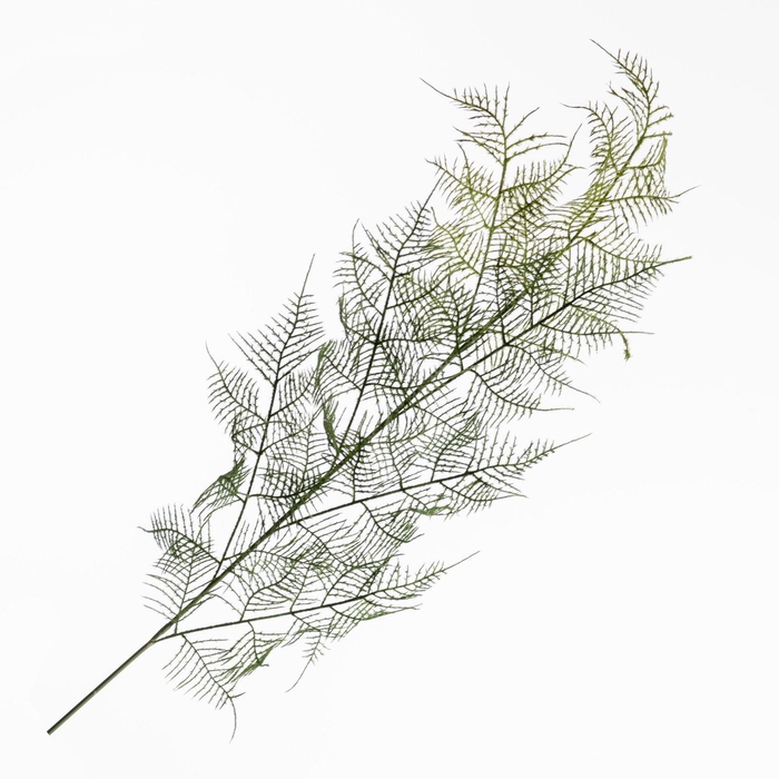 <h4>Asparagus Spray Green LV330123GRN</h4>