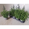 Vero Spicata