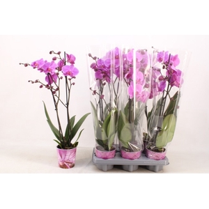 PHAL AN PASADENA