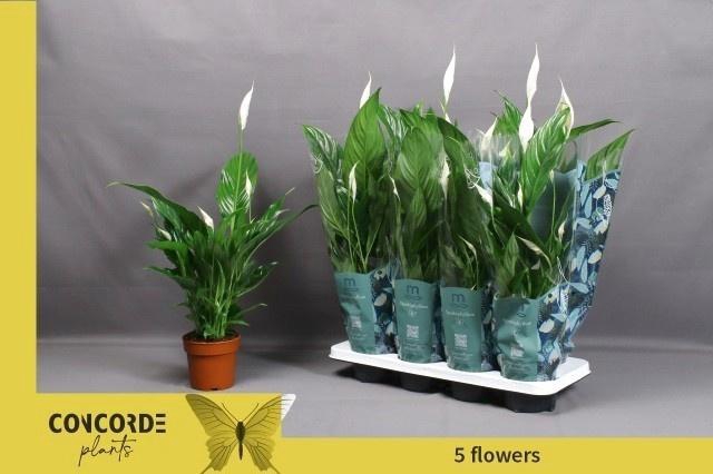 <h4>SPATH SWEET BENITO</h4>