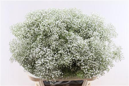 <h4>GYPS PA MILLION STAR 30 GRAM</h4>