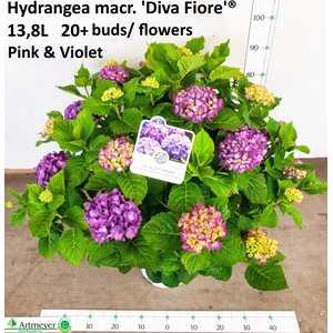HYDR M DIVA FIORE