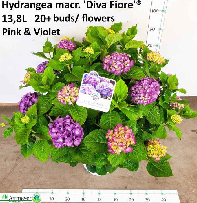 <h4>HYDR M DIVA FIORE</h4>