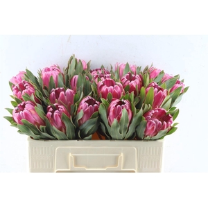 PROTEA BRENDA
