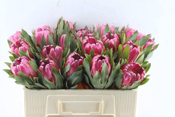 <h4>PROTEA BRENDA</h4>