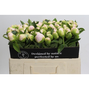 Paeonia Princess Bride