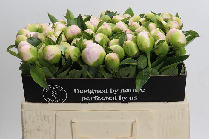 <h4>Paeonia Princess Bride</h4>